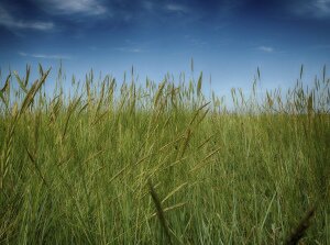 Peering Through The Long Grass, A Guy Taking Pictures, CC-BY, https://flic.kr/p/cSbVQf